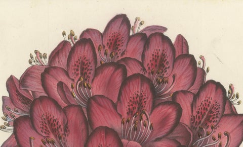 Othello Rhododendron Botanical Illustration by Louis van Houtte, 19th Century, close-up 2