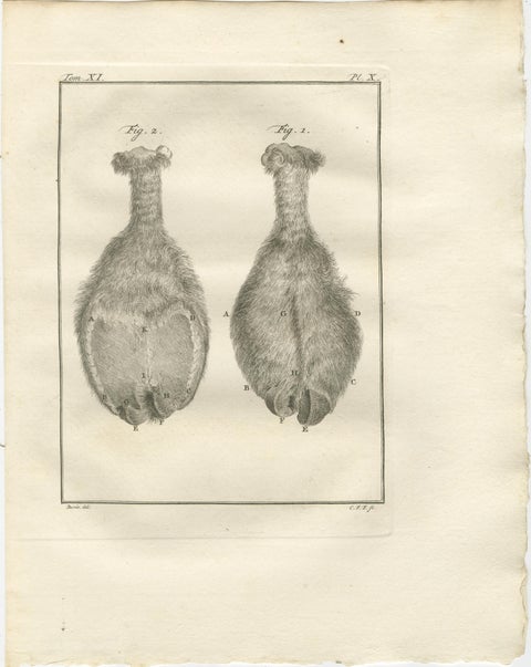 Complete Set of 10 Camel Anatomy Engravings, Buffon Scientific Plates 1769, view 5