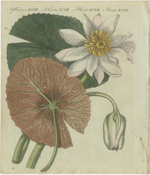Elegant Water Lily Illustration: Handcolored Engraving from Bertuch, 1805, view 2