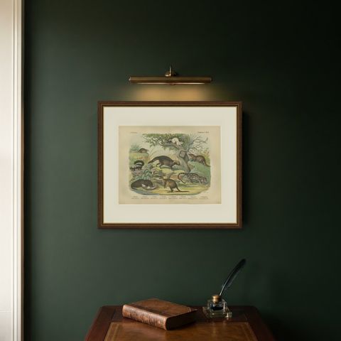 Antique Kangaroo and Otter Print with Ermine and Skunk, Kolb Mammals, circa 1890, shown framed on a wall