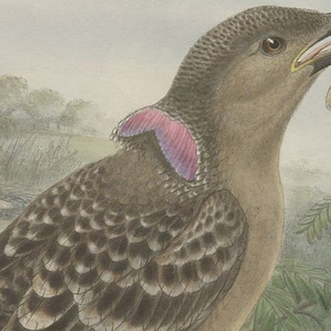 Original Old Hand-Colored Print of the Australian Queensland Bower Bird, ca.1880, close-up 1