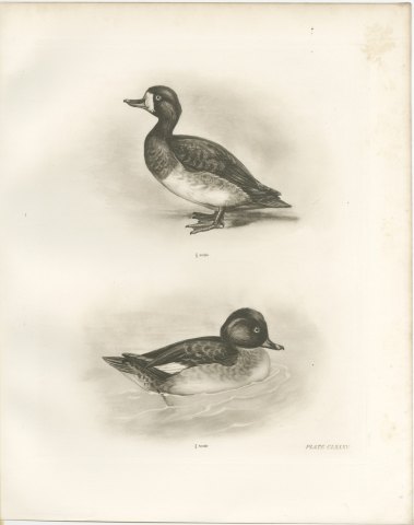 Female Scaup and a Second Female Diving Duck after Lilian Medland, c. 1909, view 2