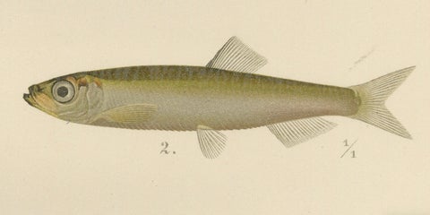 Scandinavian Fish Lithograph: Herring, Sprat, Müller’s Pearlside and Pike, 1895, close-up 3