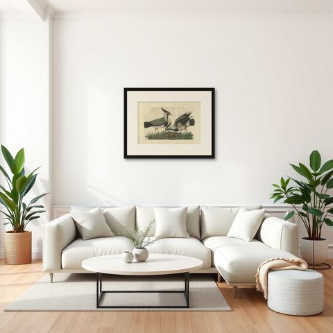Northern Lapwing, Gavia vulgaris, Tringa vanellus, Nozeman & Sepp, 1770–1829, shown framed in a room