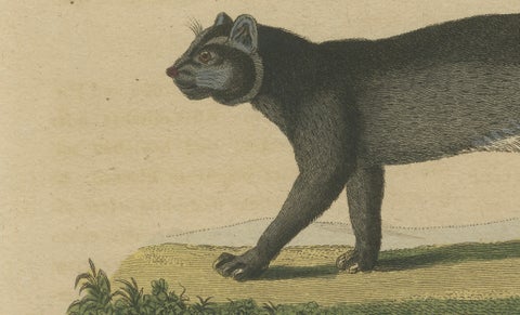 Antique Jaguar & Jaguarundi Engraving, Bertuch, 1813, close-up 3