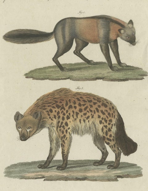 Original Hand-Colored Antique Print of a Fox and Hyena species, close-up 1