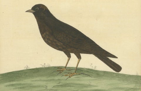 Antique Hand-Colored Engraving of The Black Lark by Eleazar Albin, circa 1730, close-up 3