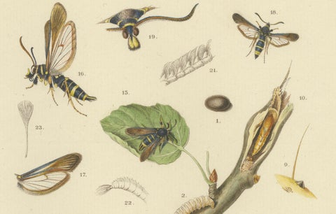 Antique Pair of Sciapteron Xystophora Moths, Hand-Colored by Sepp & Brants, 1906, close-up 3