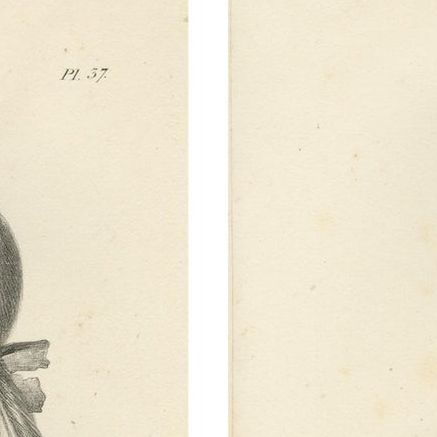 Golden-crested, Lion Tamarin & Lemur Species, Lithographs by C.C. Last, 1836, close-up 1