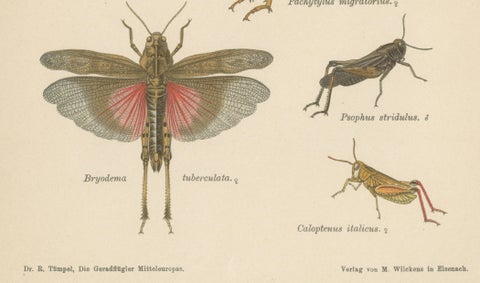 Pair of Antique Entomology Lithographs by Richard Tümpel, Germany 1908, close-up 2