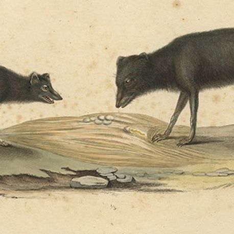 Rare Hand-Colored Engraving of An Artic Fox in Summer Coat, 1842, close-up 5