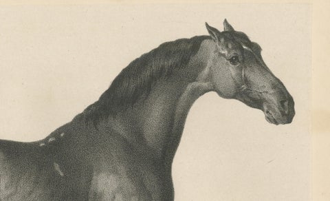 Johnny & An Old Hunter, Pair of Antique Sporting Horse Lithographs c.1840, close-up 5