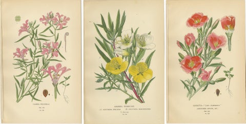 Antique Flower Prints: Clarkia Pulchella, Evening Primroses & Godetia, 1897, view 5
