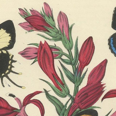 1861 Hand-Colored Lithograph of Butterflies and Botanical Flowers, close-up 4