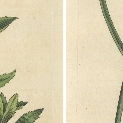 Set of 2 Antique Botany Prints, Alpine Wall-Cress, Atamasco Lily, close-up 2