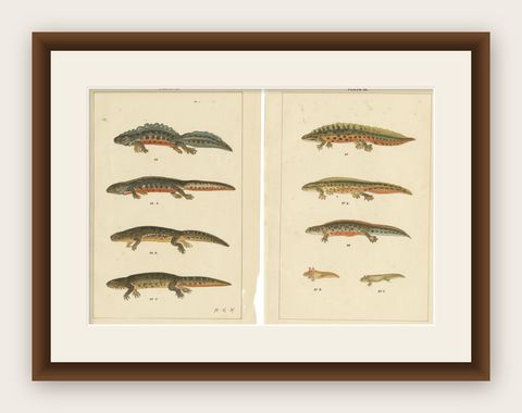 Set of 2 Antique Prints of Various Reptiles, shown framed