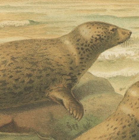 Leopard Seal, Antique Marine Mammal Chromolithograph, 1894, close-up 2