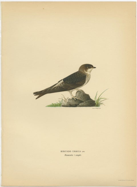 Antique Decorative Bird Print of the Common House Martin, 1927, view 2