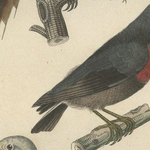 Original Old Bird Print of a Woodcreeper, a Flowerpecker and a Wallcreeper, close-up 4