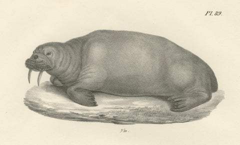 19th-Century Lithograph of Walruses in Arctic Habitat with Calf Illustration, close-up 2