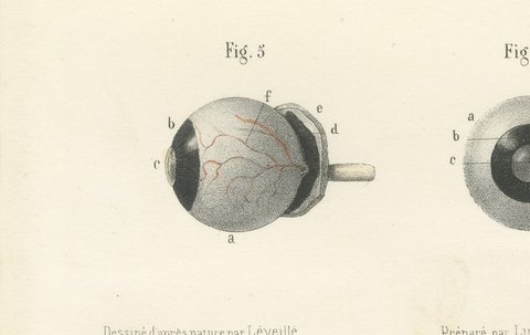 The Choroid, Iris and Retina, Antique Hirschfeld Anatomy Print, 1866, view 7