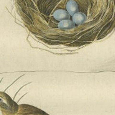 Antique Bird Print of The Northern Wheatear by Sepp & Nozeman, 1789, close-up 1