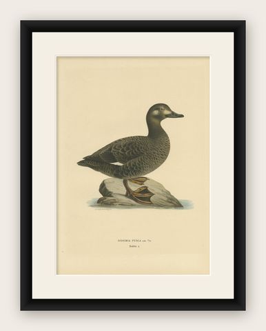 Antique Bird Print of the Velvet Scoter by Von Wright '1927', shown framed