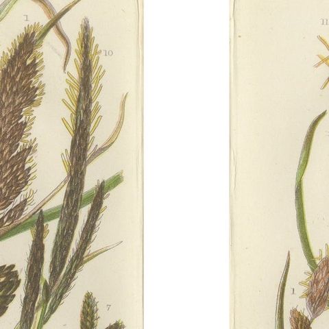 Hard Fern and Common Brake Fern Prints, Hand-Colored Botanical Engravings, 1873, close-up 1