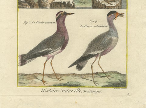 Hand-Colored Engraving of Plovers and Lapwings from Histoire Naturelle, 1790, close-up 1