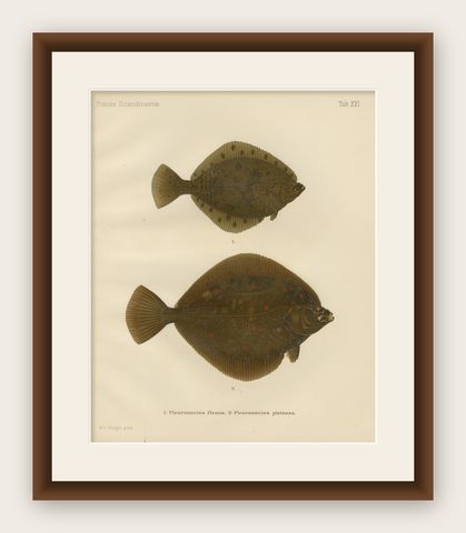 Flounder and Plaice - Vibrant Scandinavian Flatfish Lithograph, 1895, shown framed