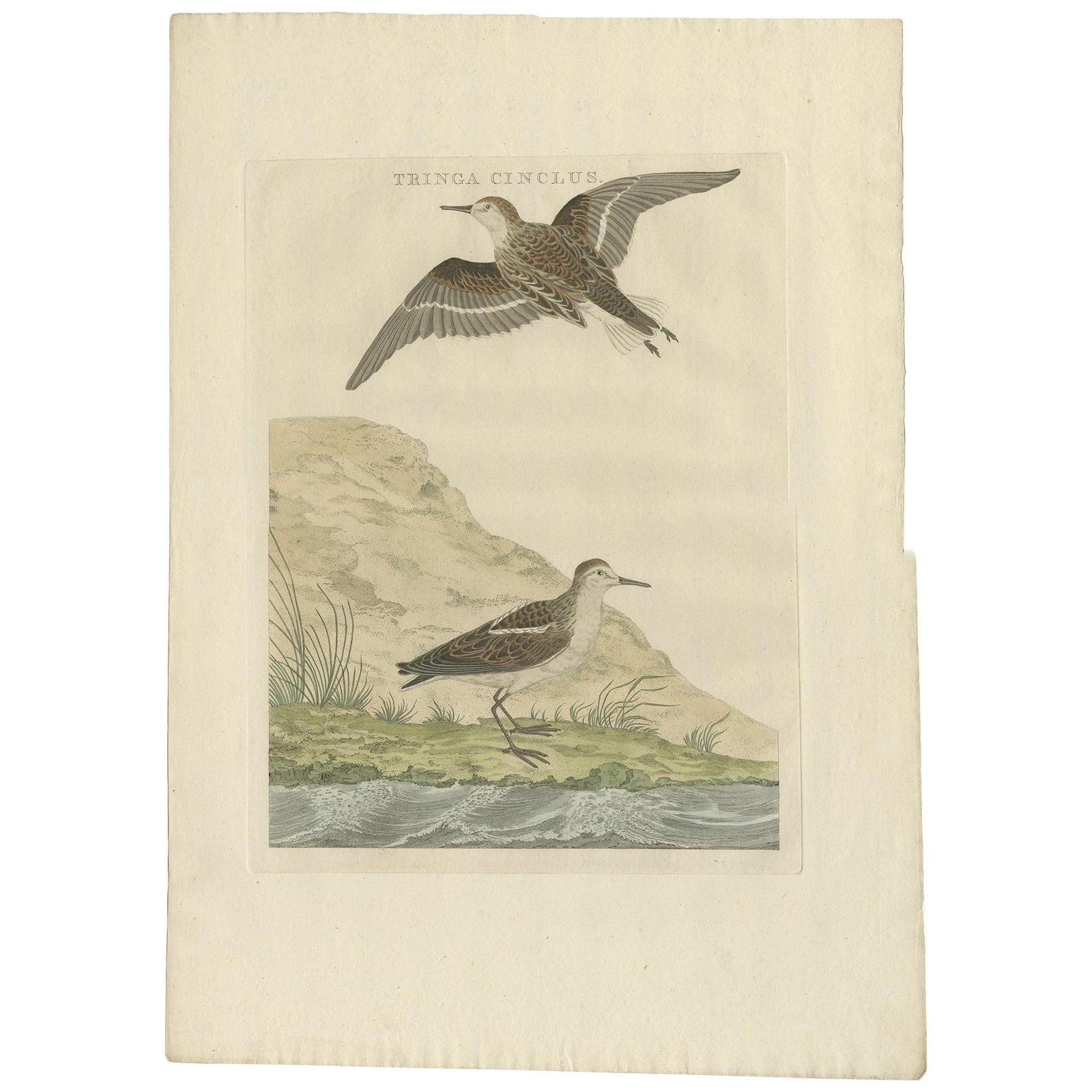 Little Stint, Antique Dutch Ornithology Print by Sepp and Nozeman, circa 1797