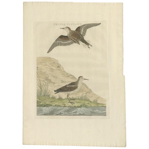 Little Stint, Antique Dutch Ornithology Print by Sepp and Nozeman, circa 1797