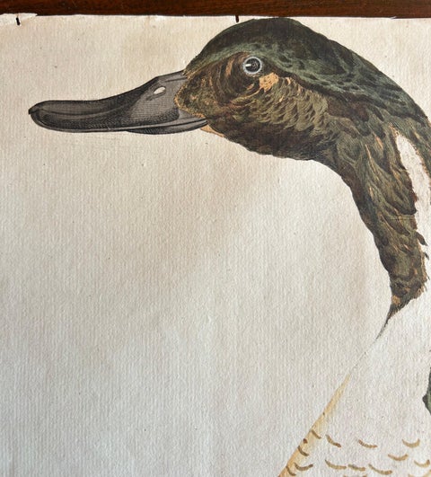 Northern Pintail Drake - Antique Bird Engraving by Nozeman and Sepp, 1789, view 3