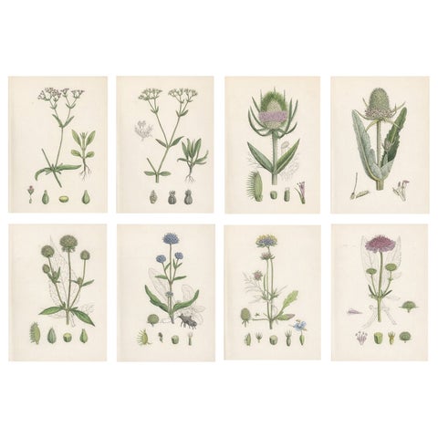 Set of 8 English Botanical Prints 1902, Teasel & Scabious, Sowerby