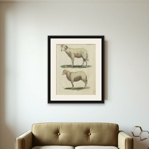 Patina Rich Hand Colored Antique Print of a Sheep and Ram, circa 1820, shown framed on a wall