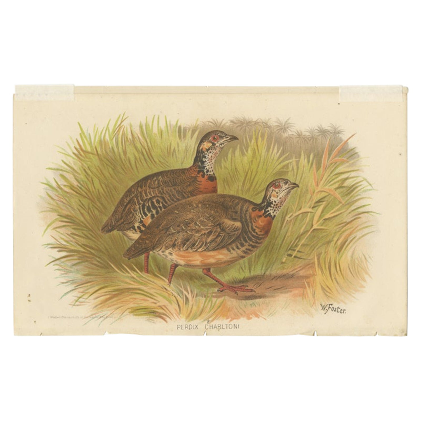 Antique Bird Print of the Malayan Wood Partridge by Hume & Marshall, 1879
