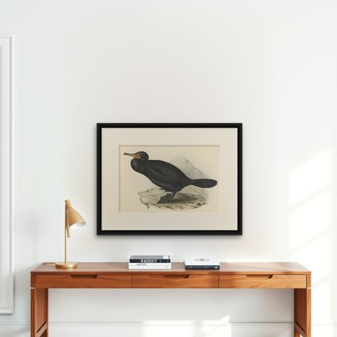 Antique Bird Print of the Great Cormorant or Black Shag, 1832, shown framed on a wall