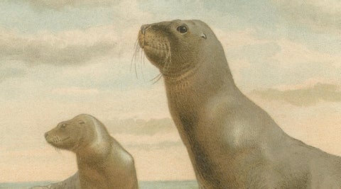 Coastal Wildlife Print, 19th Century Sea Lion Ocean Scene, Soft Pastels, 1894, close-up 3