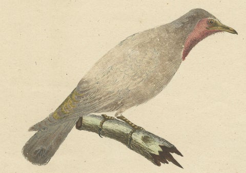 The Bald-Like Snapping Bird on a Hand-Colored Lithograph, circa 1820, close-up 3