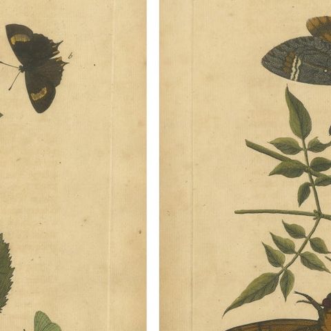 Early English Moths, Death’s-Head Hawk, Elephant Hawk, Albin 1720, close-up 1