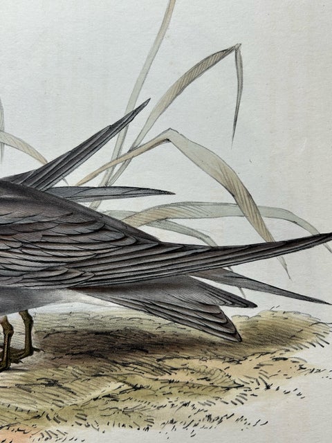 Black Tern, Antique Bird Lithograph by John Gould, c.1832, view 6