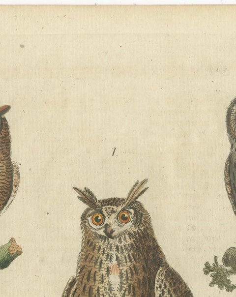 European Owls, Antique Hand-Colored Bird Engraving, Vogel IX, c.1800, view 10