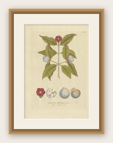 Antique Botany Print of a Mangosteen Tree by Plenck, 'circa 1790', shown framed