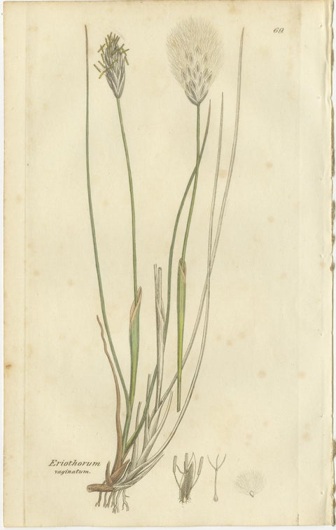 Set of 8 Antique Botanical Engravings of Bulrush, Cottongrass & Arrowgrass, 1830, view 6