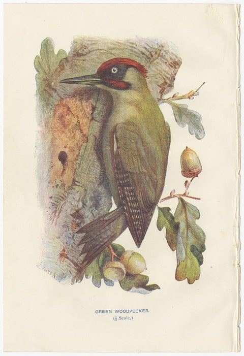 Set of 4 Antique Bird Prints Siskin, Woodpecker, Wryneck, 1901, view 5