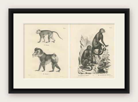 Macaque, Mandrill & Dikbuik Monkeys, Lithographs by C.C. Last, 1836, shown framed