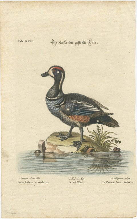 Hand-Colored Engraving of the Dark and Spotted Duck by Seligmann, ca.1770, view 2