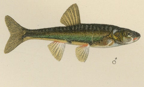Rudd and Minnow - Elegant Freshwater Fish Lithograph from Scandinavia, 1895, close-up 2