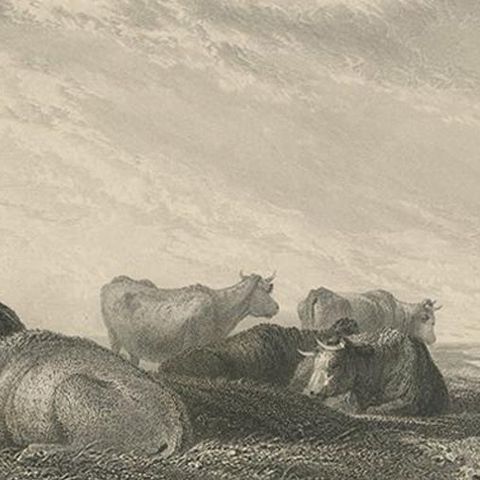 Antique Print of Cows in the Meadow by Brandard 'c.1850', close-up 2