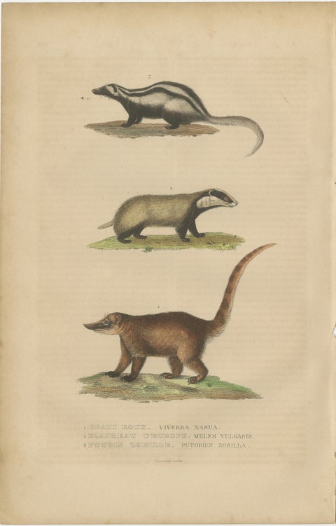 Carnivores of Field and Forest: Coati, European Badger and Striped Polecat, 1845, view 2